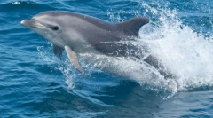 Delphin afalina